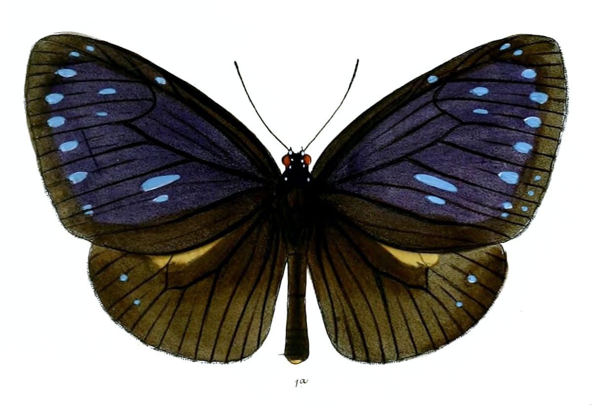 Euploea eunice